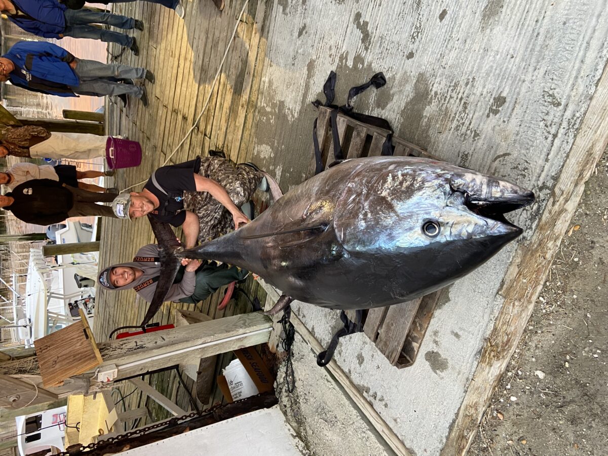 1000 Pound Bluefin Tuna